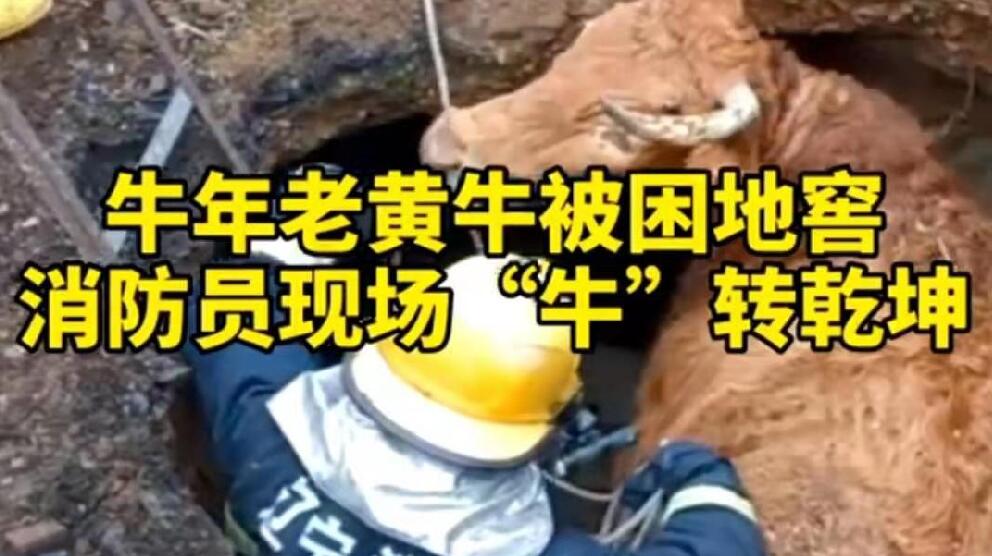 牛年老黃牛被困地窖，消防員現(xiàn)場(chǎng)&ldquo;牛&rdquo;轉(zhuǎn)乾坤！
