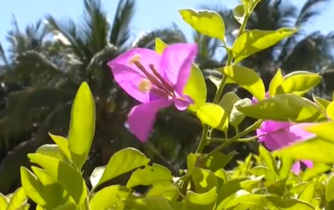 海南：超40℃！多市縣發(fā)布高溫預警