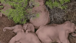 &ldquo;象&rdquo;往何處？ 亞洲象的&ldquo;正確睡姿&rdquo;什么樣？