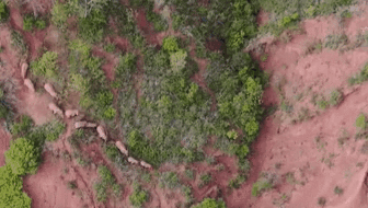 &ldquo;象&rdquo;往何方？ 象群正翻山南行 當(dāng)?shù)赜行蚴枭⑷罕? /></a>
<div   id=