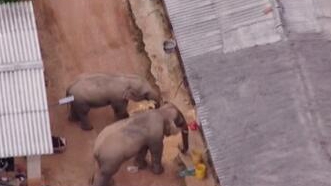 圈粉無(wú)數(shù)的&ldquo;大象旅行團(tuán)&rdquo;走到哪兒了？