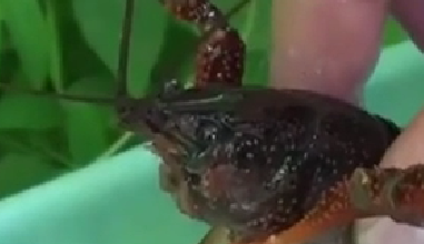 封殺！ 日本擬將小龍蝦指定為外來入侵物種