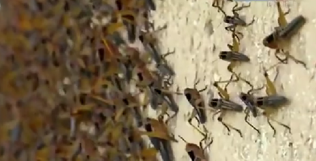 恐怖！ 漫天飛舞 俄邊疆區(qū)遭蝗蟲、瓢蟲侵襲