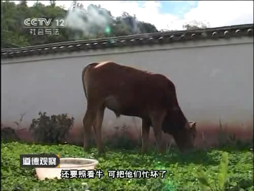 《道德觀(guān)察》斗牛