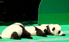 &ldquo;萌神&rdquo;駕到！新生熊貓寶寶&ldquo;C位&rdquo;亮相