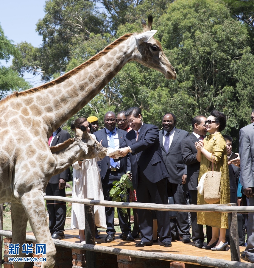 12月2日，國家主席習近平在津巴布韋考察野生動物救助基地。在基地負責人陪同下，習近平和夫人彭麗媛察看了基地救助的野生動物，并給大象、長頸鹿遞喂水果、樹葉。新華社記者 黃敬文 攝 