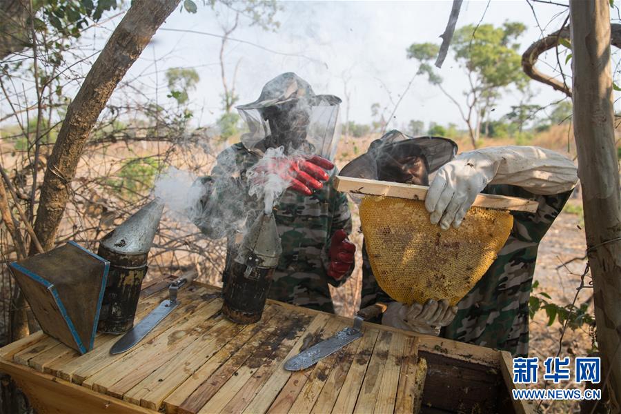 (國際·聚焦進(jìn)口博覽會·圖文互動(dòng))(4)通訊:贊比亞蜂蜜企業(yè)欲借進(jìn)博會開拓中國市場