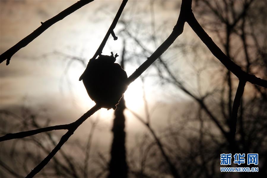 （國際&middot;圖文互動(dòng)）（10）一場(chǎng)山火，讓這個(gè)冬天格外冷&mdash;&mdash;探訪美國加州山火災(zāi)區(qū)