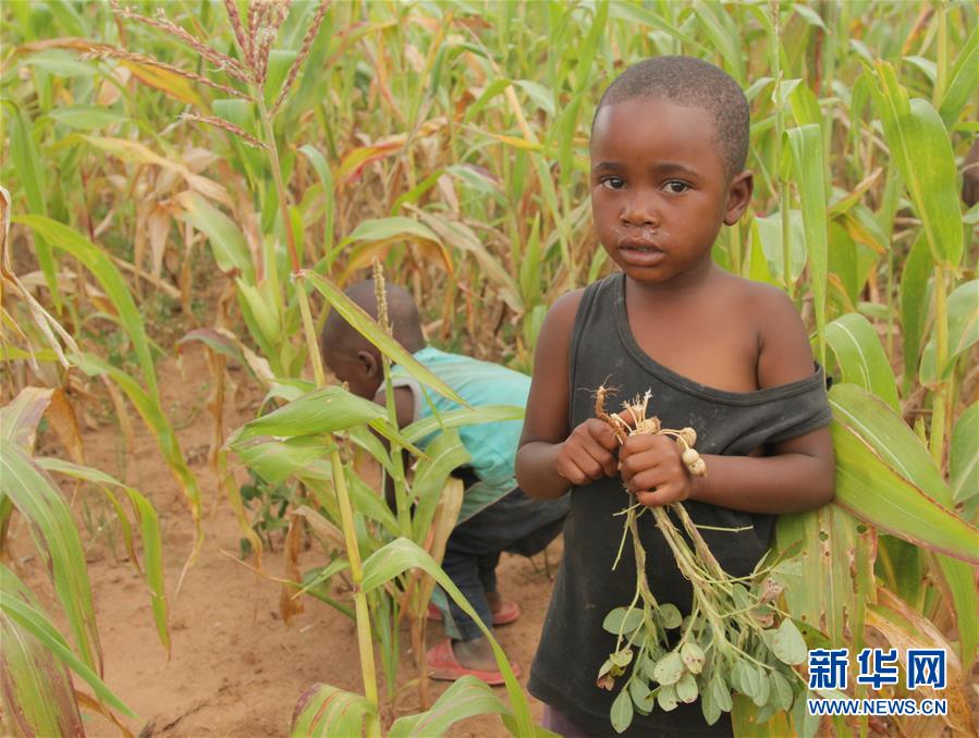(國際)(1)津巴布韋預計今年逾700萬人將面臨糧食短缺