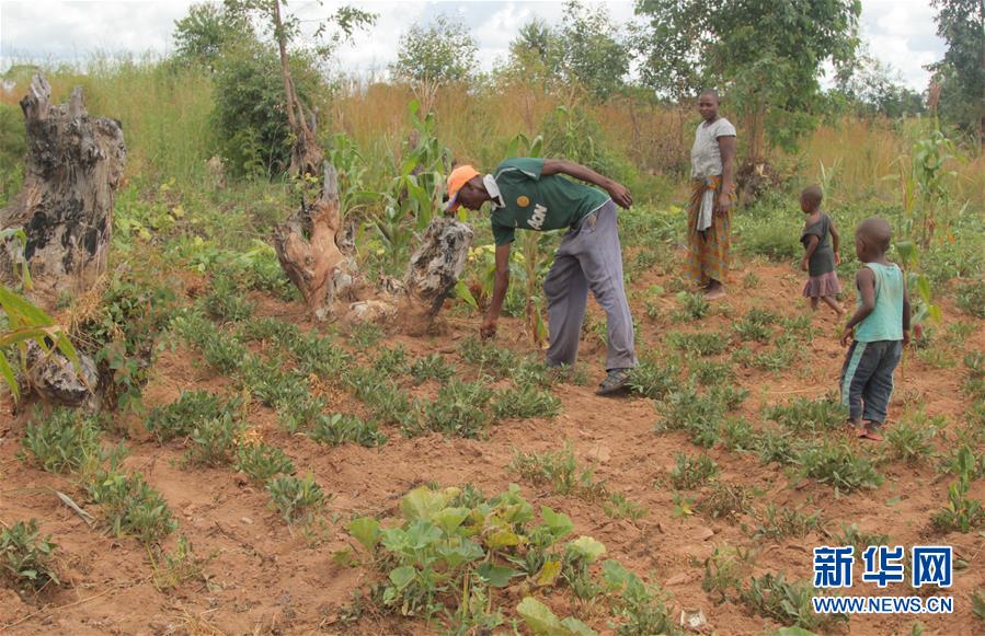 (國際)(3)津巴布韋預計今年逾700萬人將面臨糧食短缺