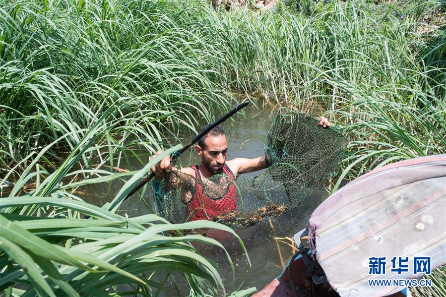 （國(guó)際&middot;圖文互動(dòng)）（4）從尼羅河畔到中國(guó)餐桌&mdash;&mdash;一只&ldquo;洋&rdquo;小龍蝦的36小時(shí)旅程