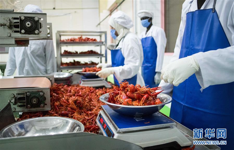 （國(guó)際&middot;圖文互動(dòng)）（9）從尼羅河畔到中國(guó)餐桌&mdash;&mdash;一只&ldquo;洋&rdquo;小龍蝦的36小時(shí)旅程