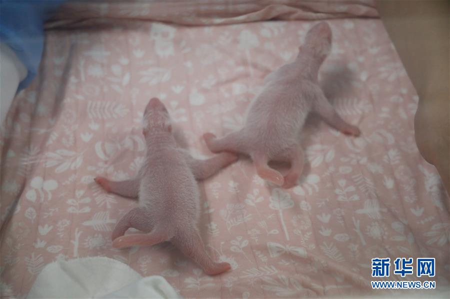 （國(guó)際）（4）旅比大熊貓&ldquo;好好&rdquo;產(chǎn)下龍鳳胎