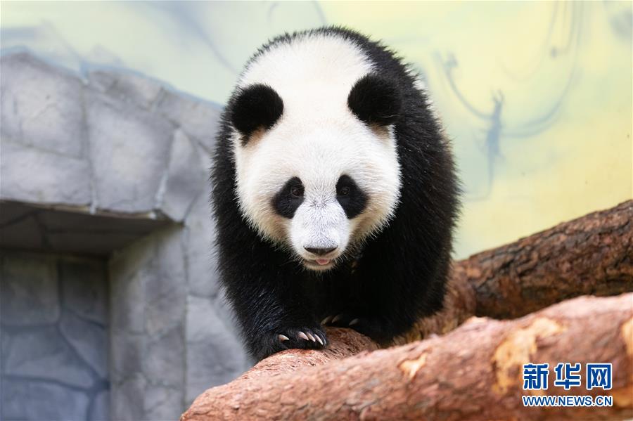 (新華全媒頭條·圖文互動(dòng))(11)特稿:新時(shí)代 新典范 新航程——寫(xiě)在中俄建交70周年之際