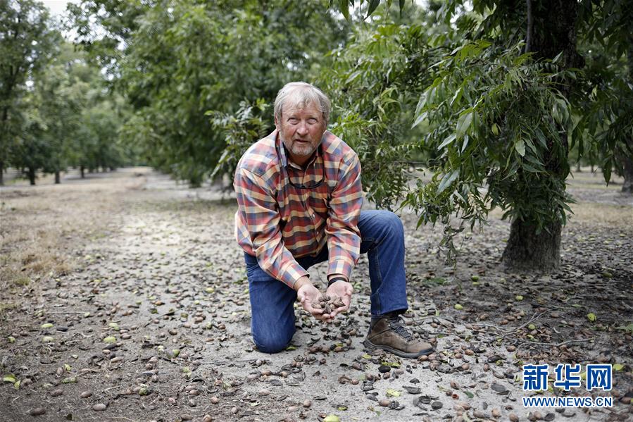 （國際&middot;圖文互動）（4）通訊：期待美中盡早達成貿(mào)易協(xié)議&mdash;&mdash;颶風和關稅夾擊下的美國山核桃種植戶盼重回中國市場