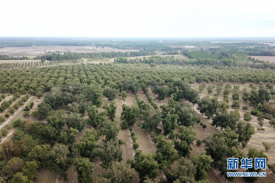 （國際&middot;圖文互動）（6）通訊：期待美中盡早達成貿(mào)易協(xié)議&mdash;&mdash;颶風和關稅夾擊下的美國山核桃種植戶盼重回中國市場