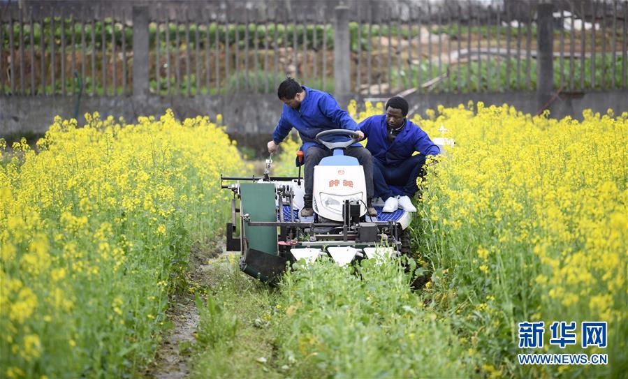 （在習(xí)近平新時代中國特色社會主義思想指引下&mdash;&mdash;新時代新作為新篇章&middot;總書記關(guān)切開放事&middot;圖文互動）（10）來中國&ldquo;學(xué)種地&rdquo;的&ldquo;洋學(xué)生&rdquo;