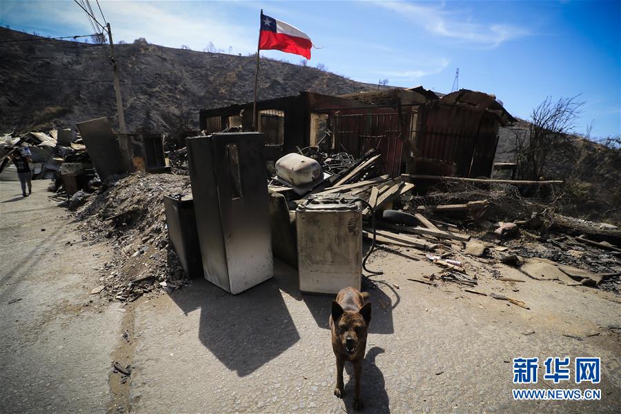 （國際&middot;圖文互動）（1）智利瓦爾帕萊索森林大火殃及200多所房屋