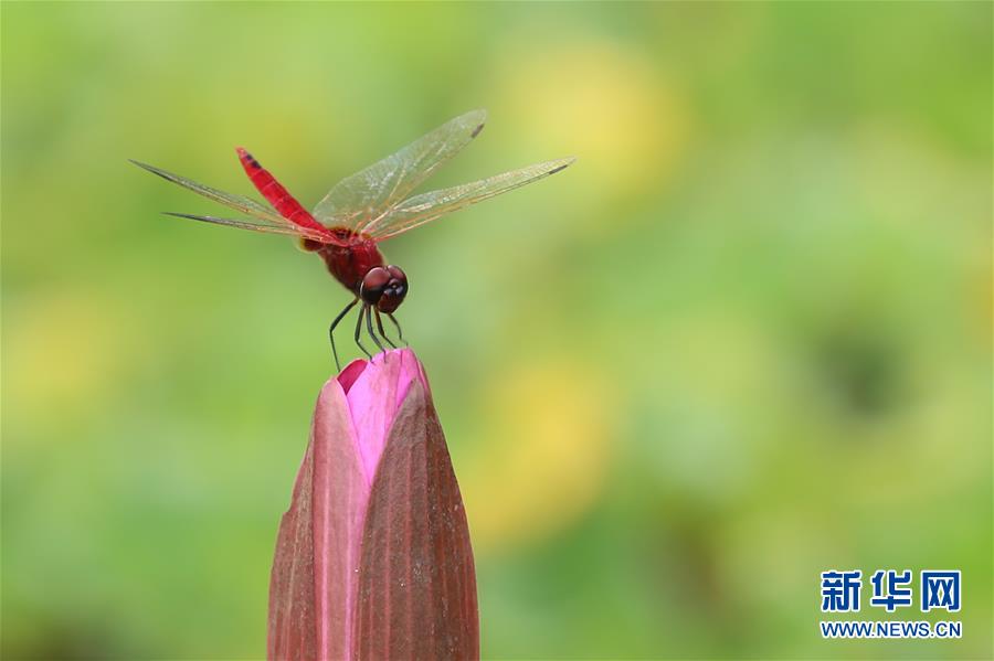 （國際&middot;年終報道）（7）2019，精&ldquo;彩&rdquo;紛呈