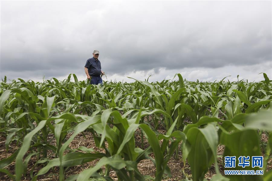 (國際·圖文互動)(3)通訊:貿(mào)易戰(zhàn)凸顯美國農(nóng)業(yè)發(fā)展隱憂