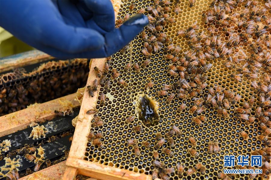 （第三屆進(jìn)博會(huì)&middot;圖文互動(dòng)）（6）通訊：新西蘭的進(jìn)博會(huì)味道，甜