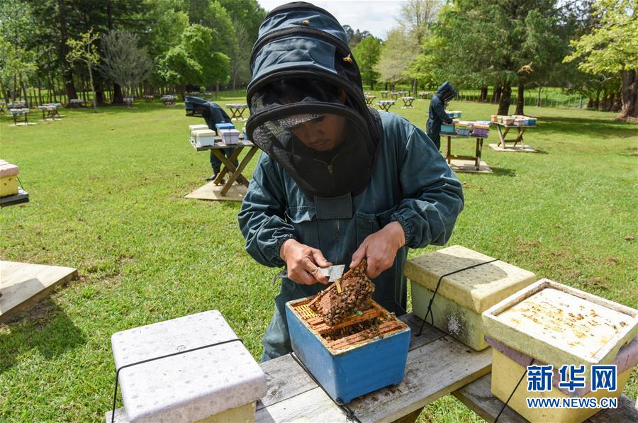 （第三屆進博會&middot;圖文互動）（7）通訊：新西蘭的進博會味道，甜