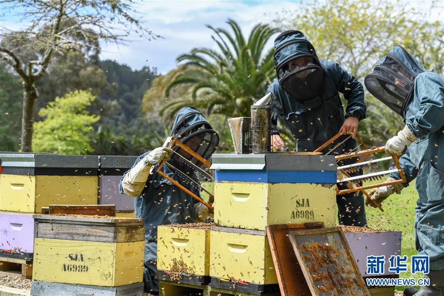 （第三屆進博會&middot;圖文互動）（8）通訊：新西蘭的進博會味道，甜