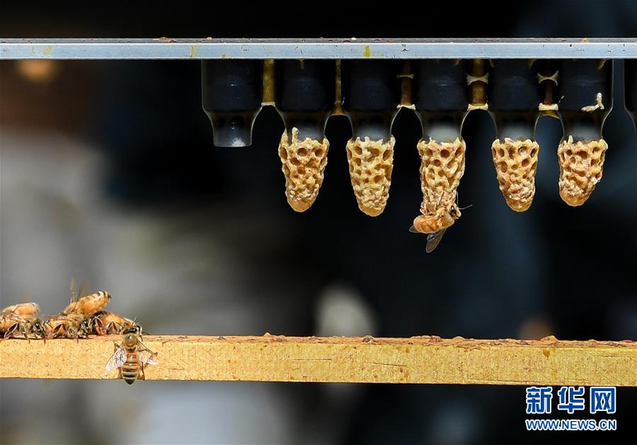 （第三屆進博會&middot;圖文互動）（9）通訊：新西蘭的進博會味道，甜