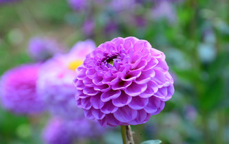 宛如童話世界！昆明撈魚河濕地公園8萬株大麗花綻放