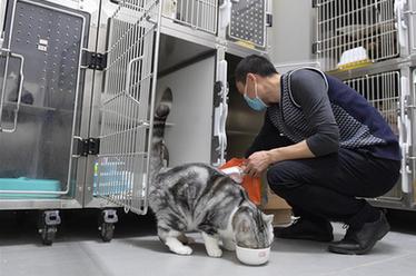 武漢：動物醫(yī)院里的臨時(shí)&ldquo;奶爸&rdquo;