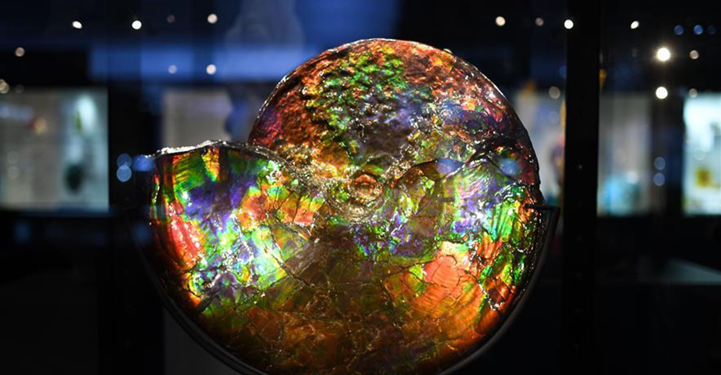 進(jìn)博會(huì)觀展體驗(yàn)：多彩&middot;絢爛&middot;未來感