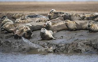 斑海豹洄游棲息遼河入?？? />  
<div>斑海豹洄游棲息遼河入?？?/div>
</a> 
</div>
<div   id=