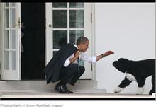 奧巴馬競選打?qū)櫸锱?&ldquo;第一狗&rdquo;成旗手