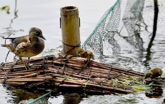 超有愛！西湖里的鴛鴦&ldquo;愛心橋&rdquo;升級(jí)