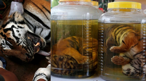 泰國警方接手&ldquo;虎廟&rdquo;調(diào)查 小虎仔被泡在瓶中